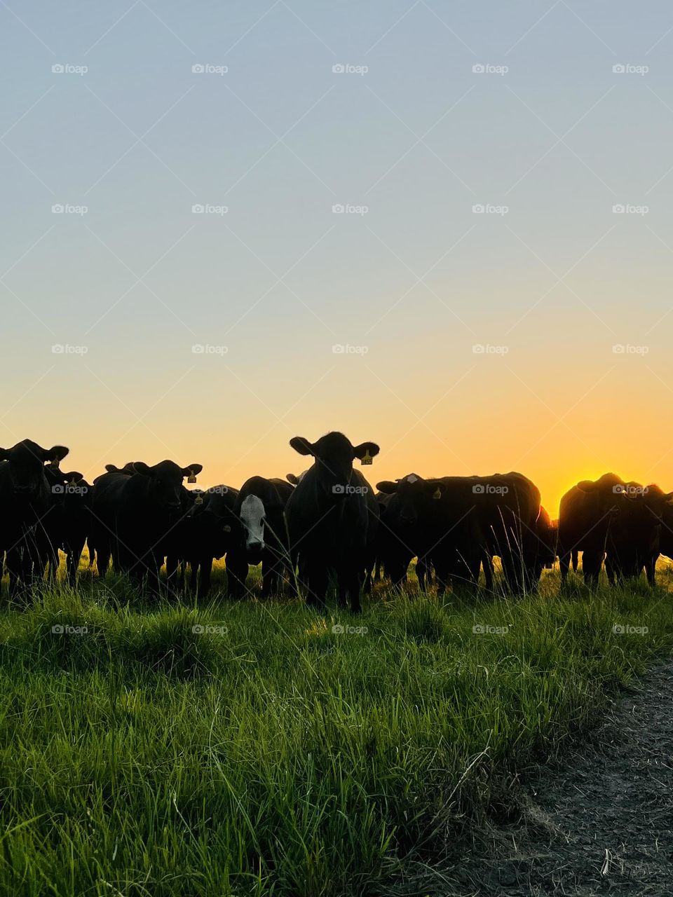 Sunset over a herd of cattle in a pasture. The cows are in silhouette against the sky and grass in foreground in darkening shadows.