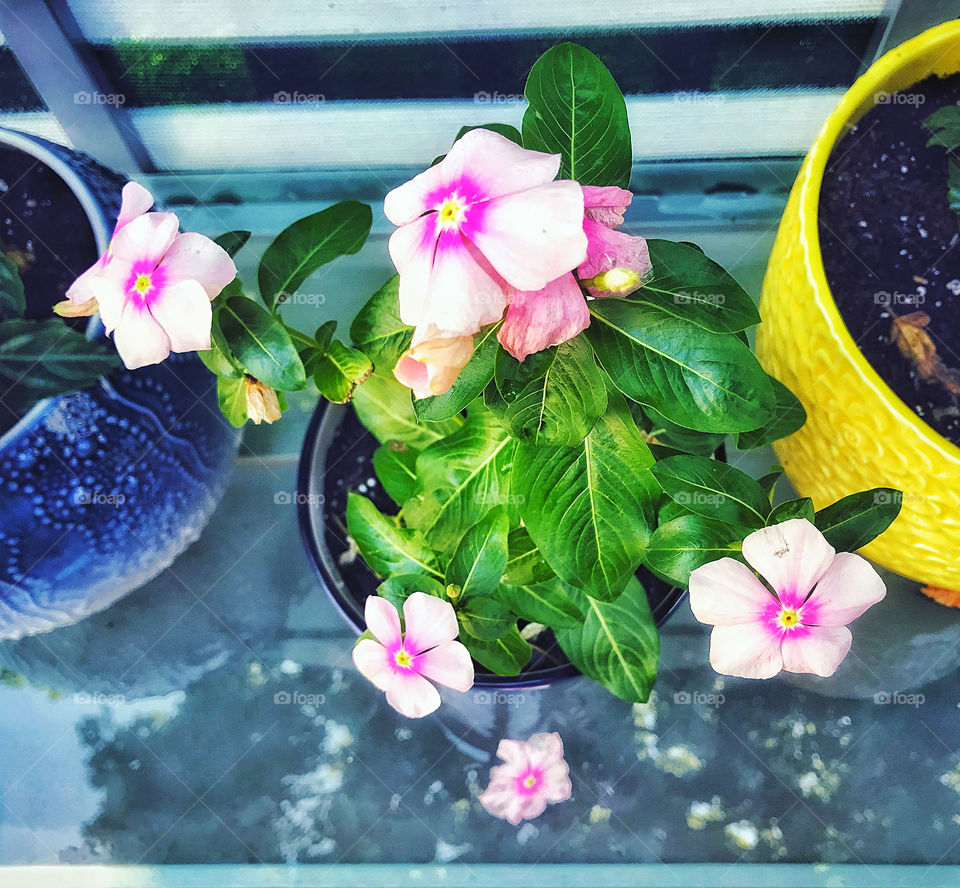 Pink flowers on a glass table.. 