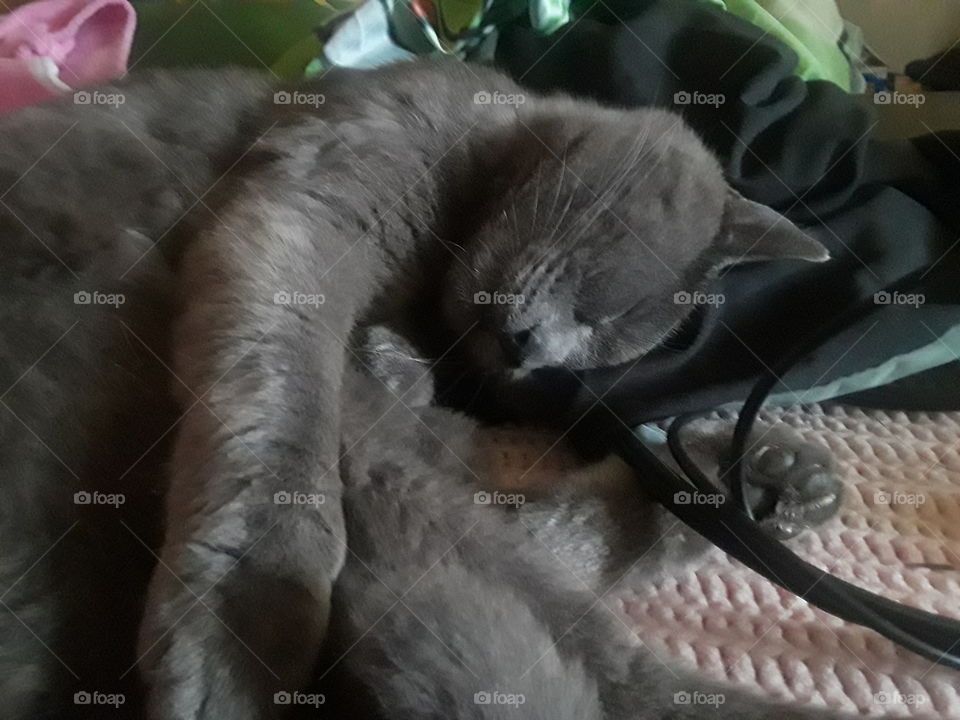 Sleeping Yoga Cat