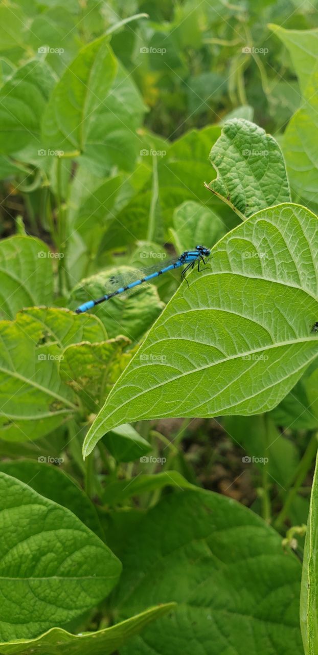 damselfly, tiny, blue, insect, wings dragonfly, leaf, outdoors, nature, bug, MN