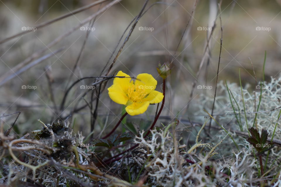 Yellow flower in the woods 