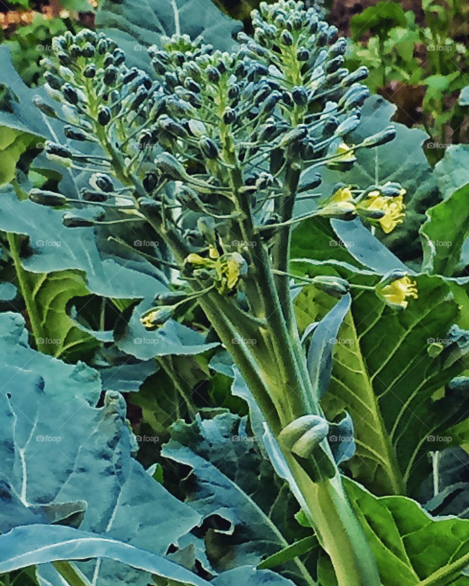 Garden Delight-Broccoli 