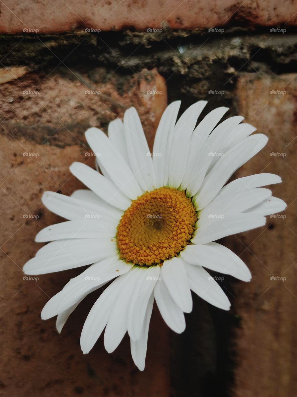 delicate chamomile on the background of a hard brick wall
