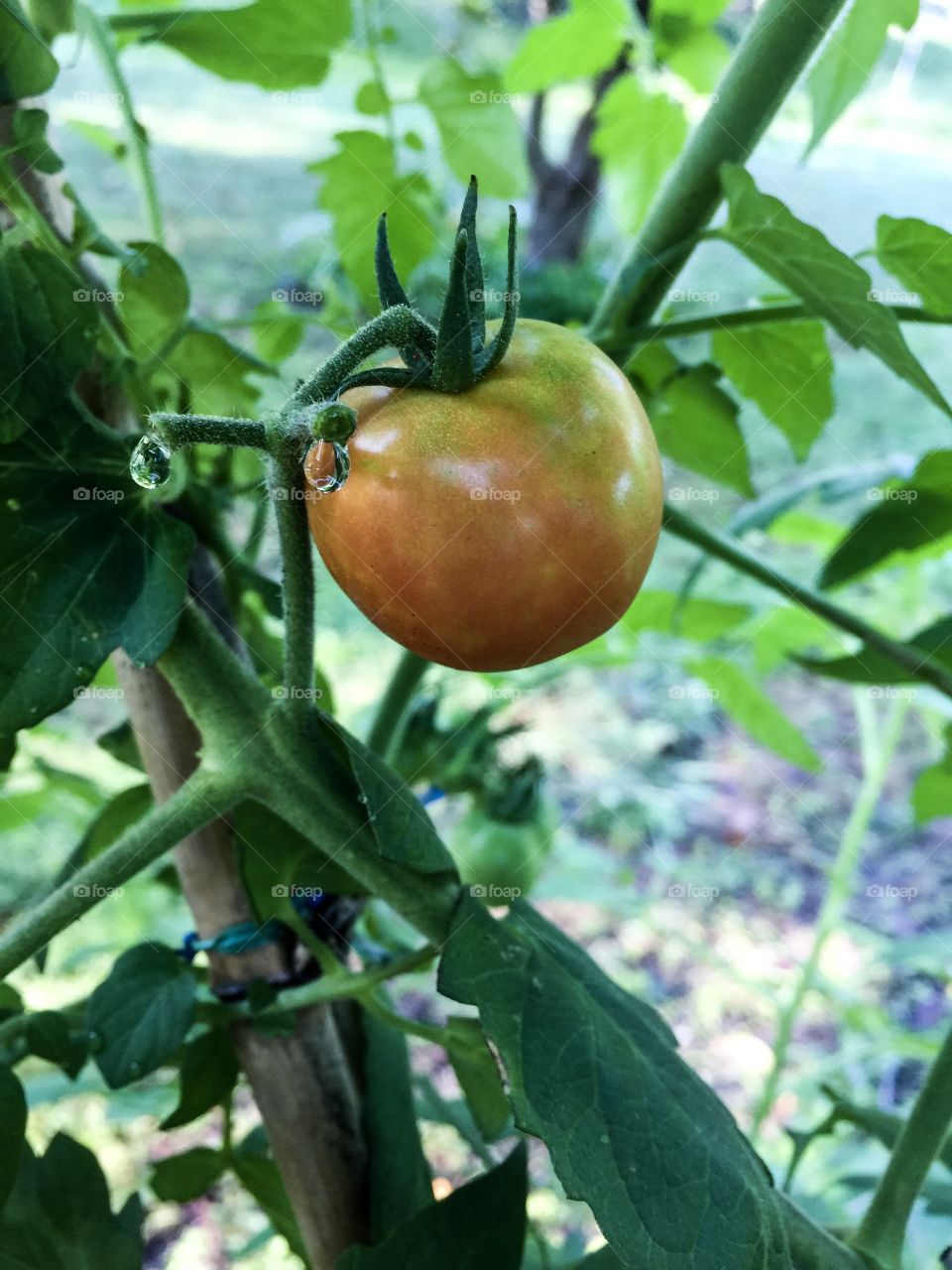 Ripening tomato with morning dew. 