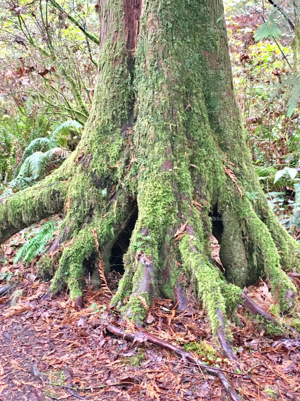 Moss tree