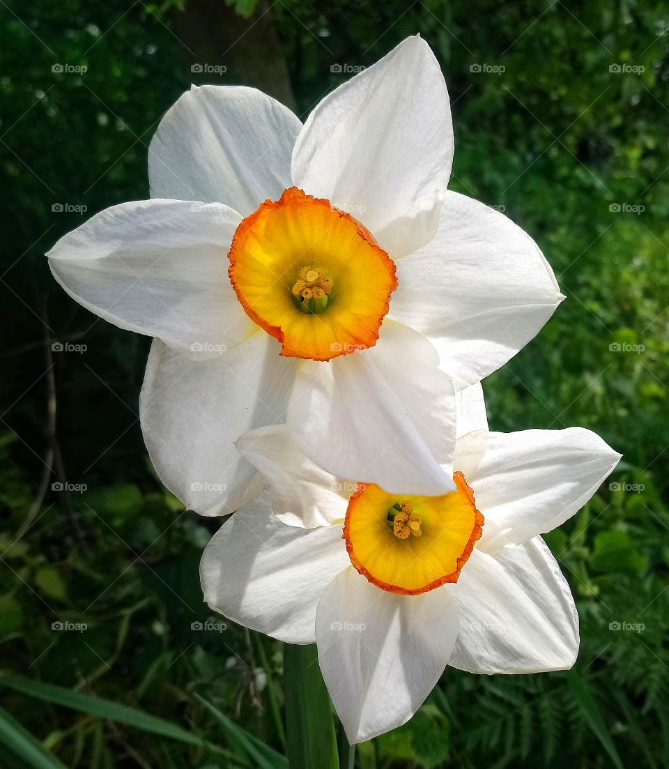 Daffodils