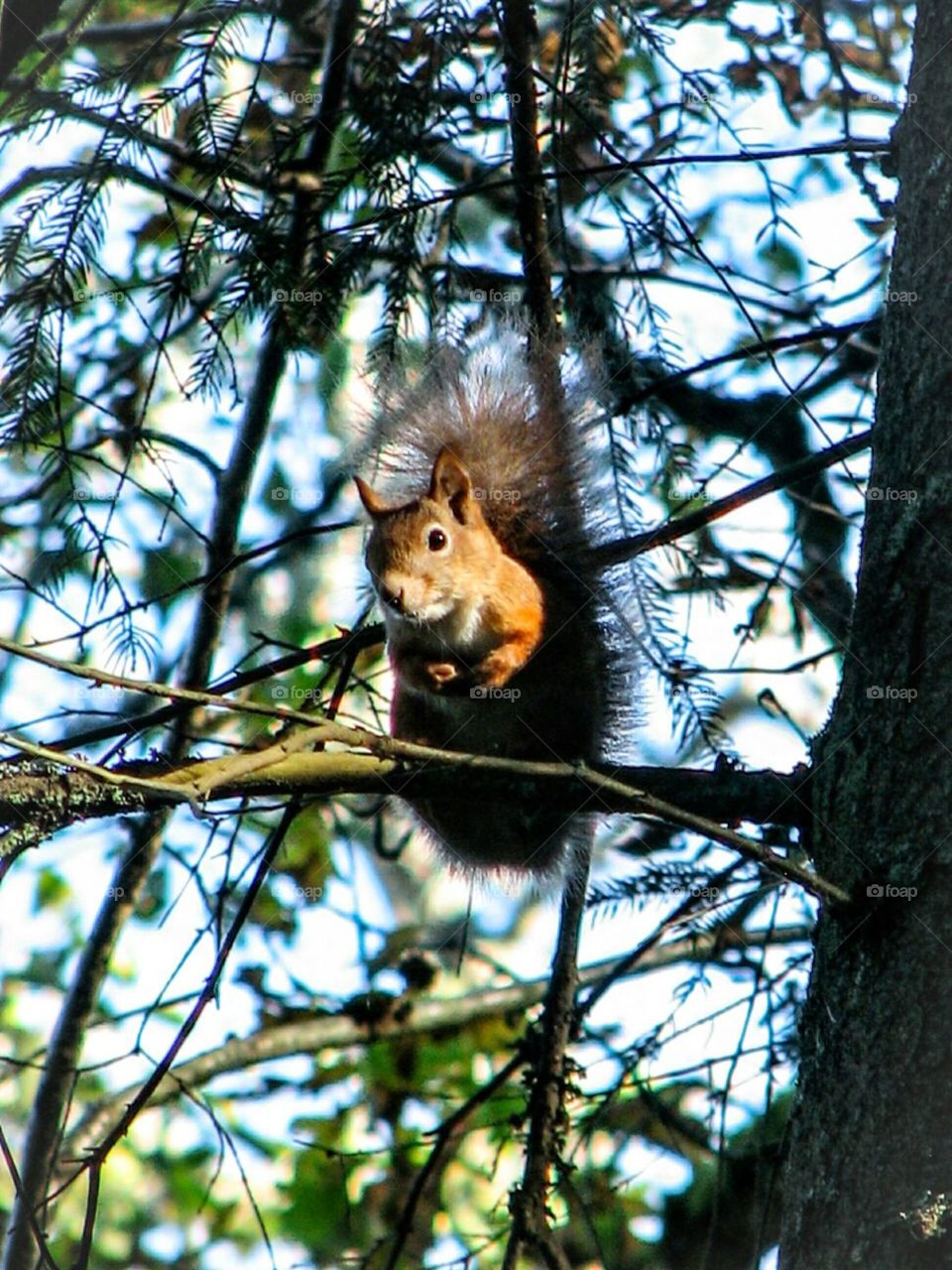 little baby on the tree