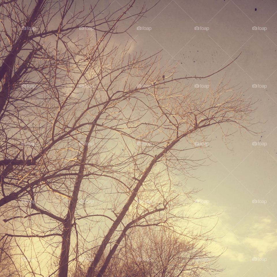 Tree branches in winter