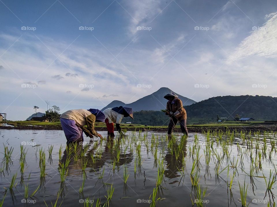 grow rice for these farmers