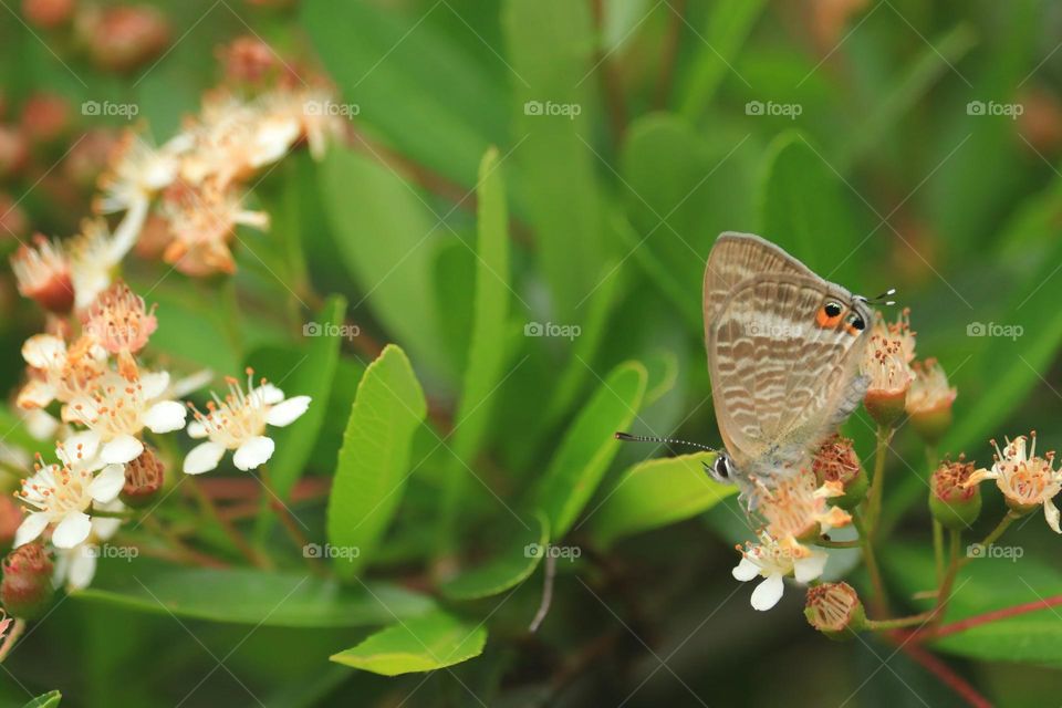 Beautiful and cute butterfly