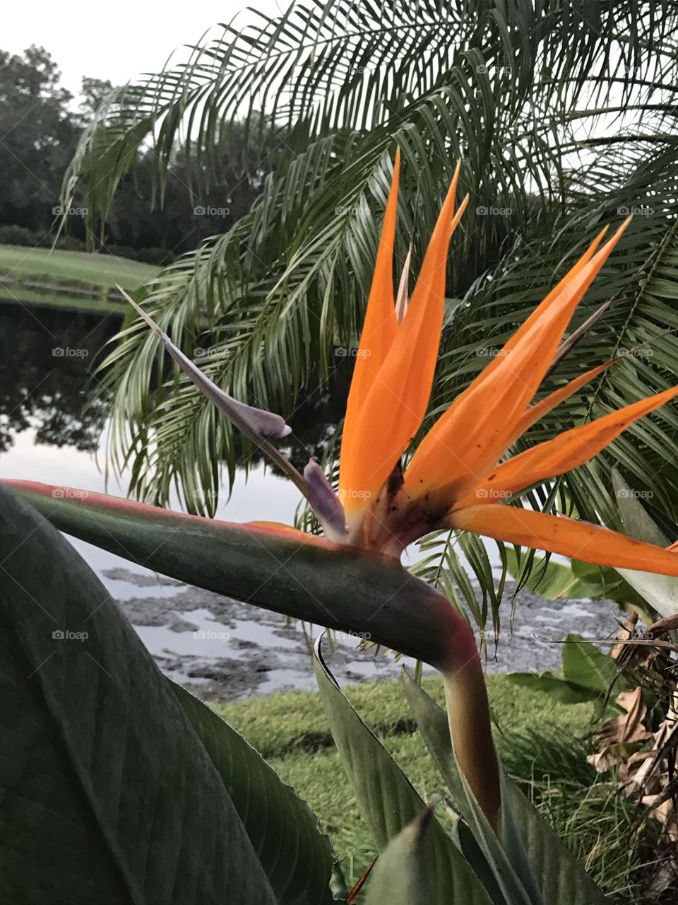Bird of Paradise 