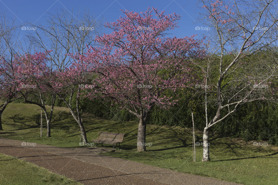 Flowering of the cherry trees.