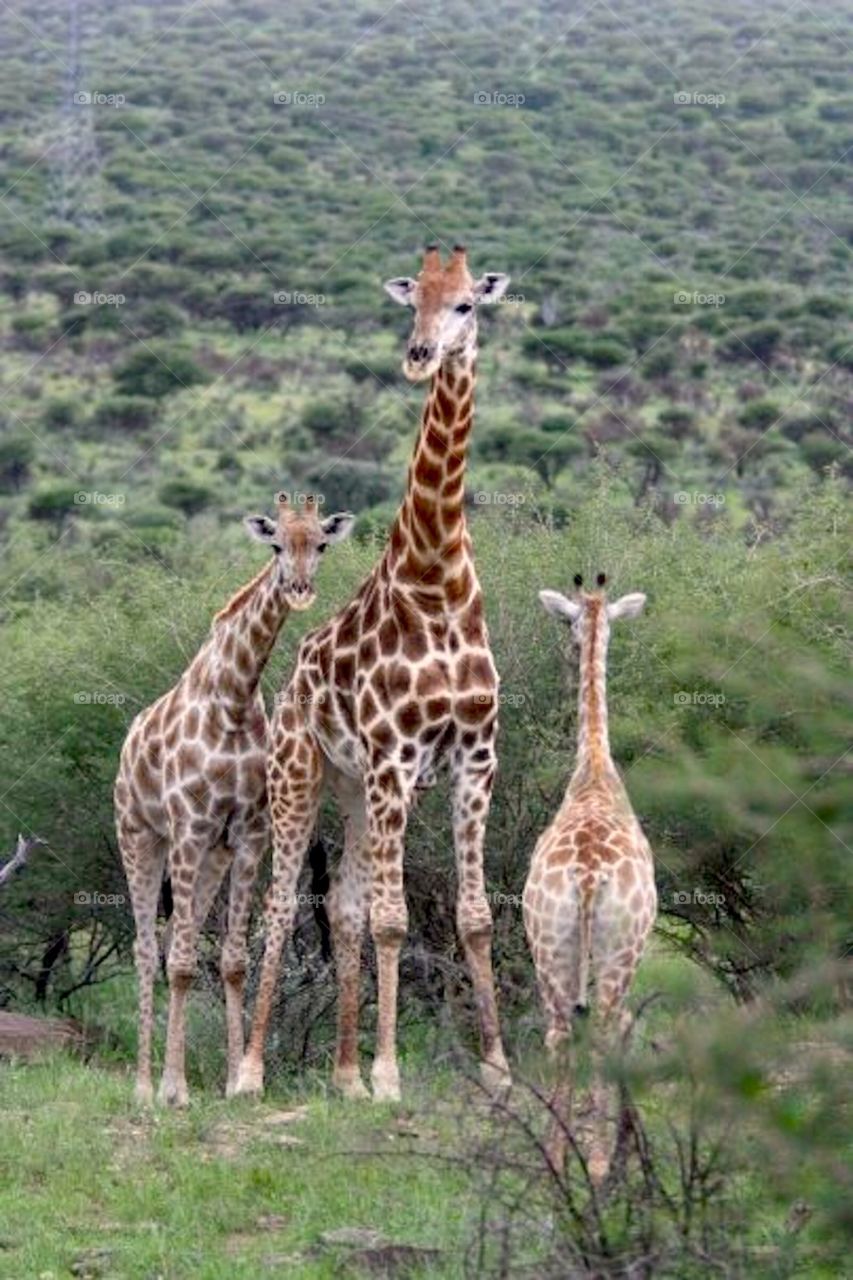 giraffes family 