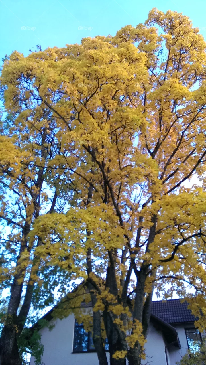 Autumn