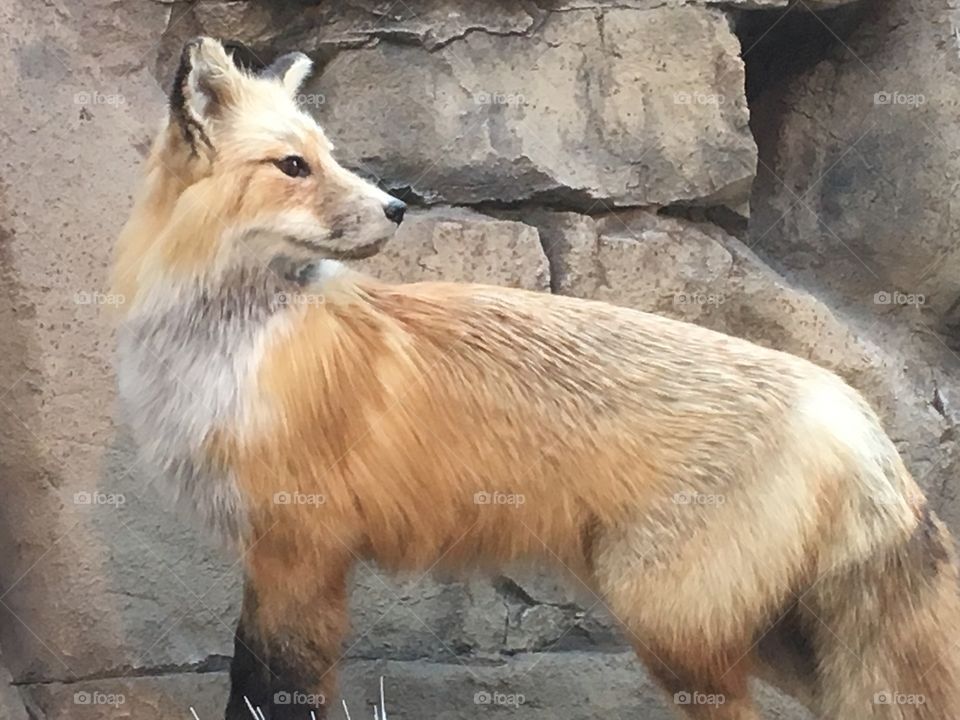 Amazing red fox staying alert to his surroundings.