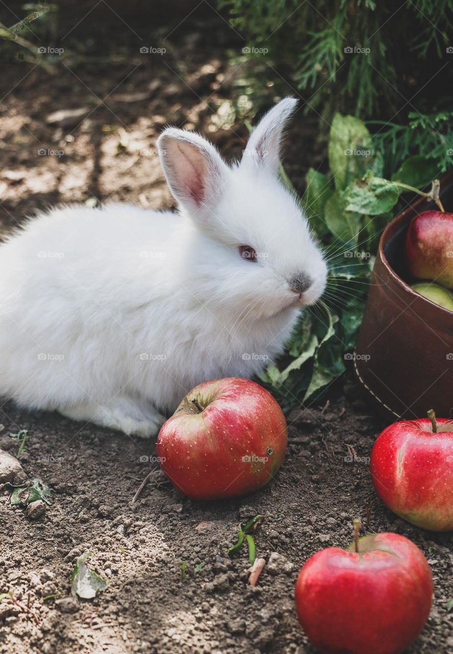 rabbit summer apple