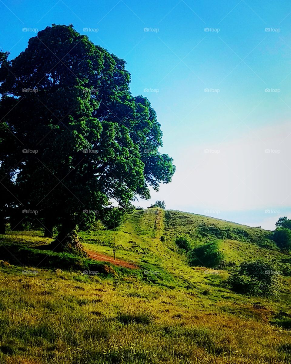 Tree on Hill