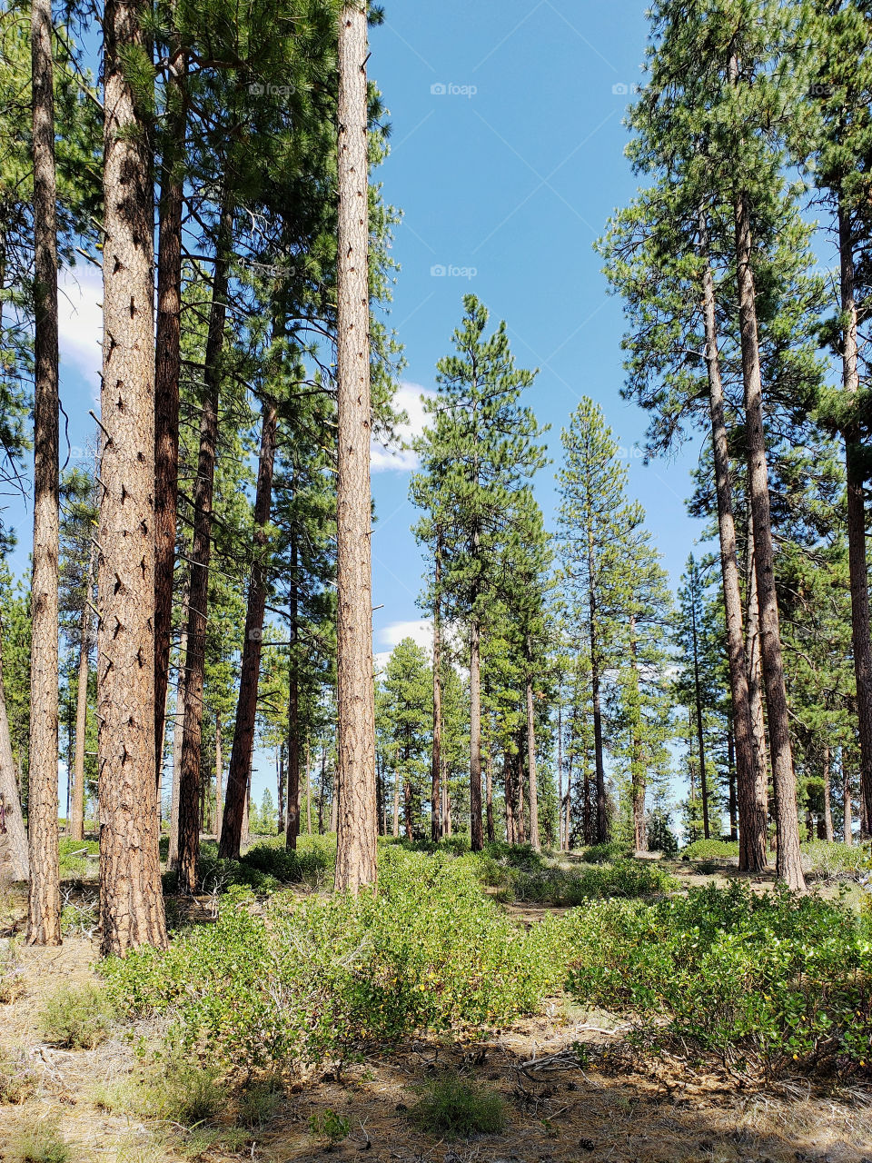 Incredible towering ponderosa pine trees above green manzanita bushes in the Deschutes National Forest in Central Oregon on beautiful sunny summer day.