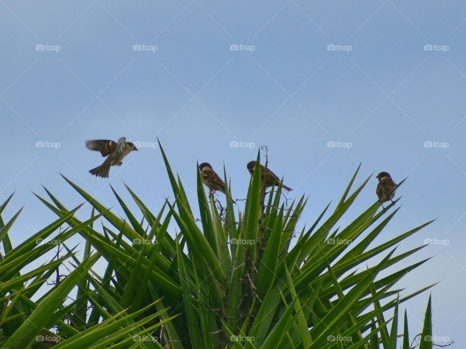 birds sitting on palm