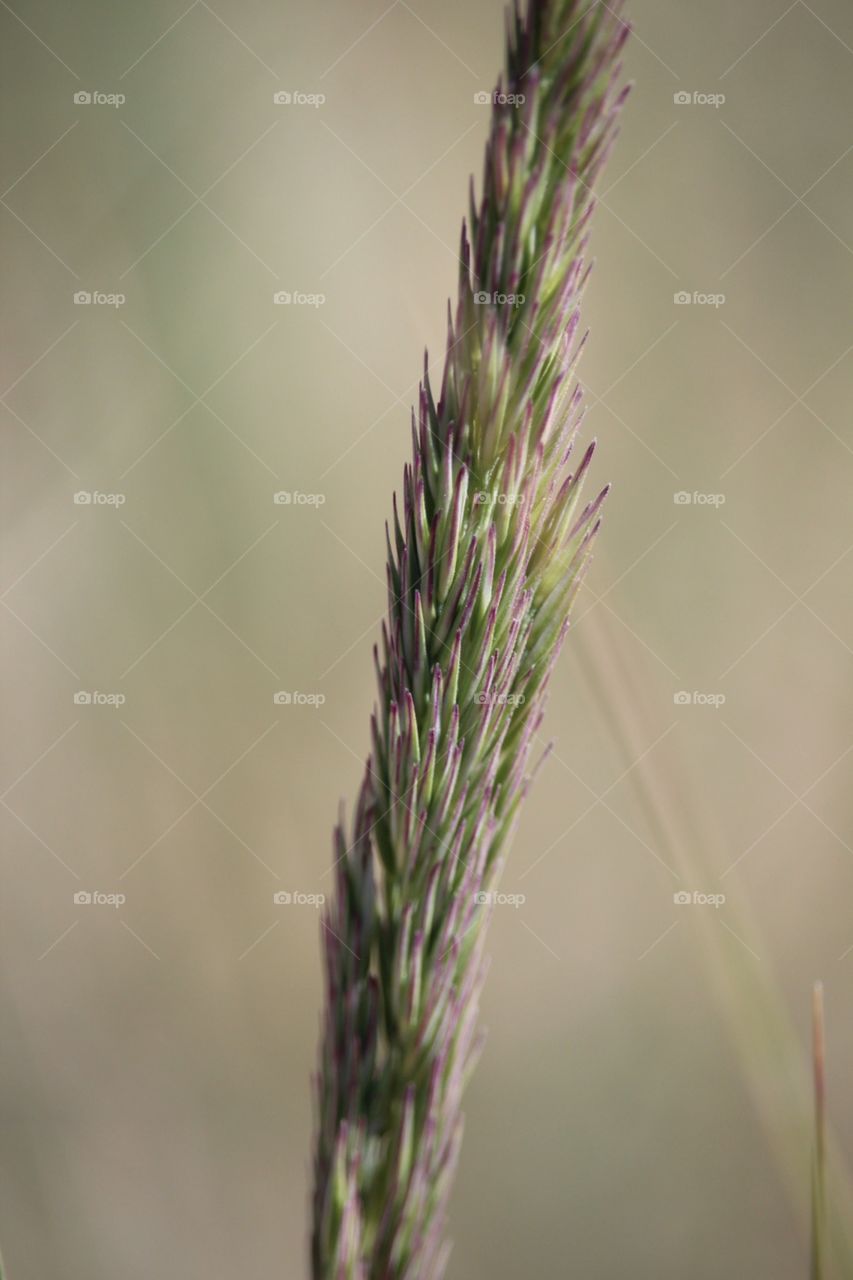 Grass
