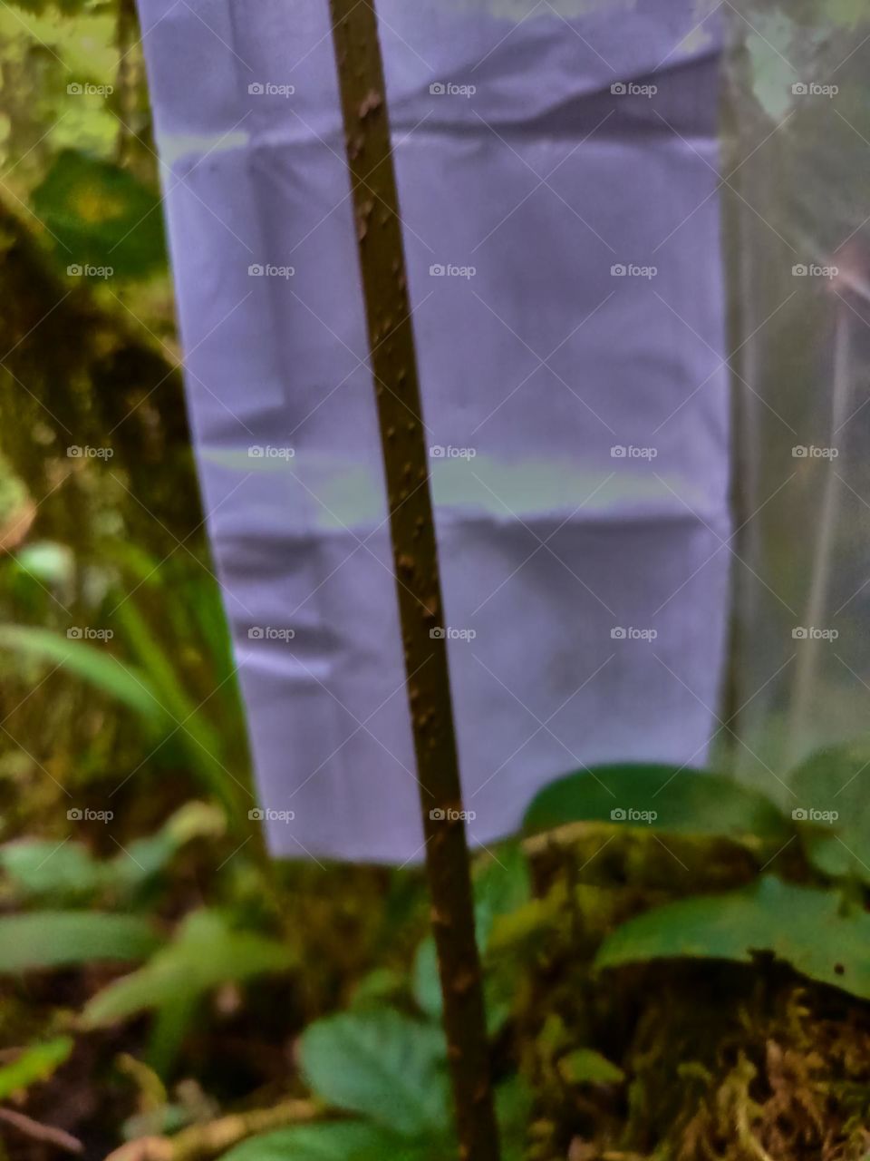 Cobra lily (Arisaema sp) growing in tropical forest of North sumatra, Indonesia