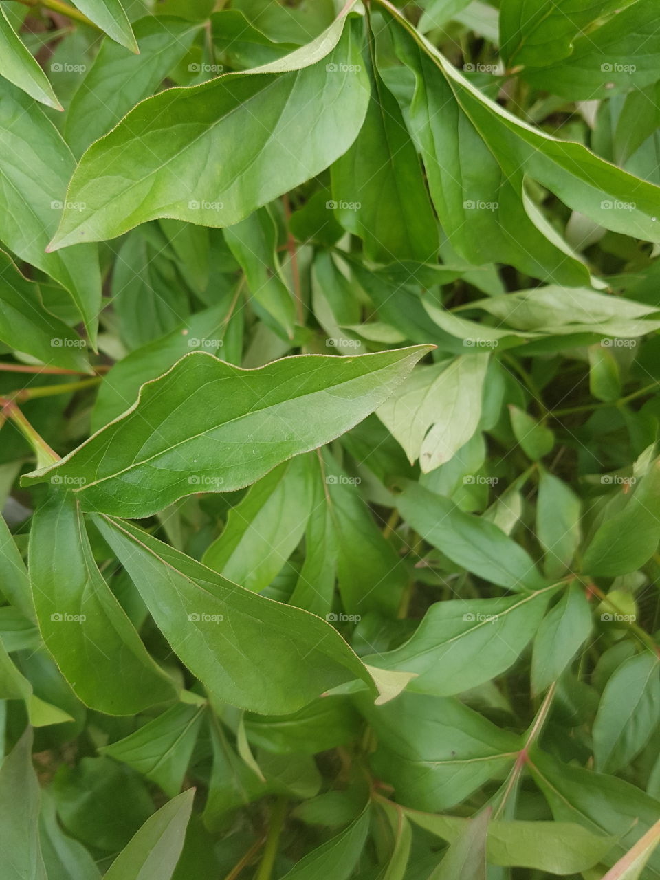 green leaves