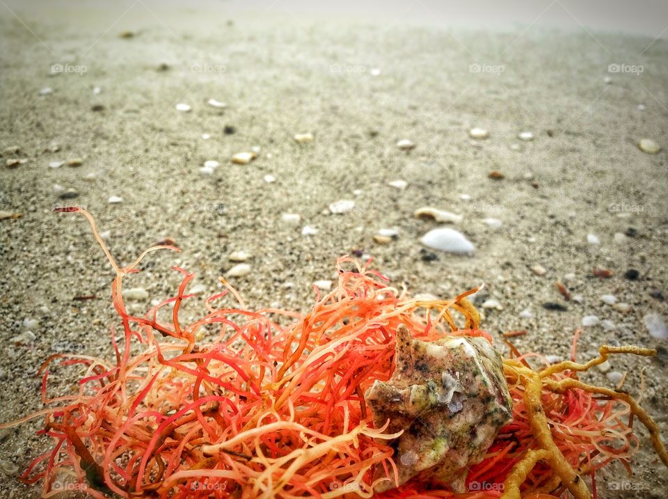 Coral and sea shell on the beach...