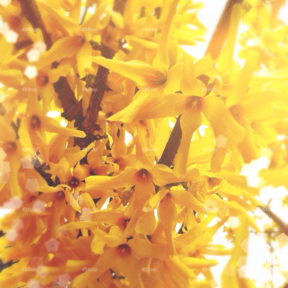 Little Yellow Flowers