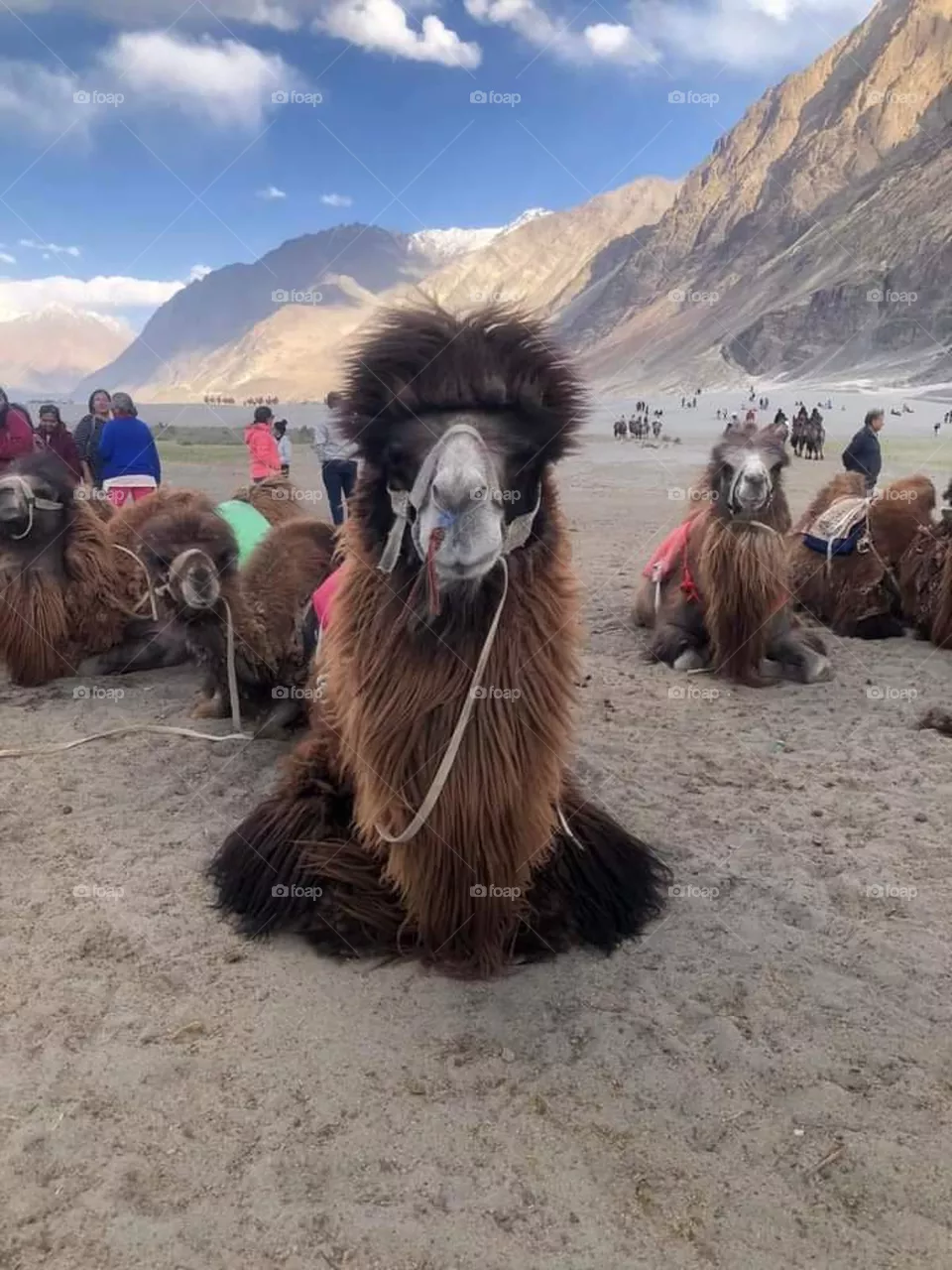 Bactrian camel