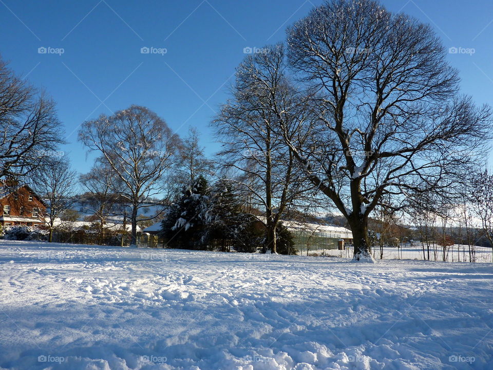 lovely contrast between the sky and the trees