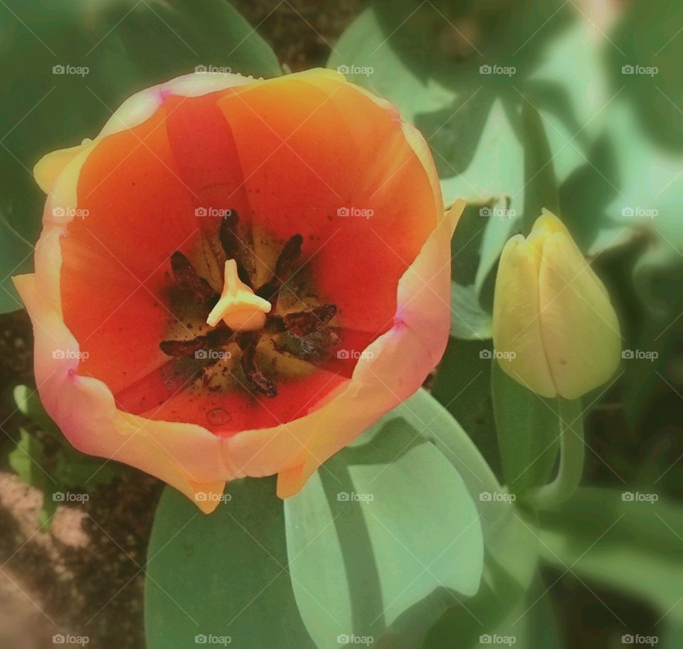 Sun illuminate springs tender tulips