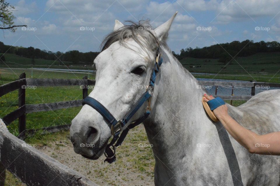 Majestic Horse 
