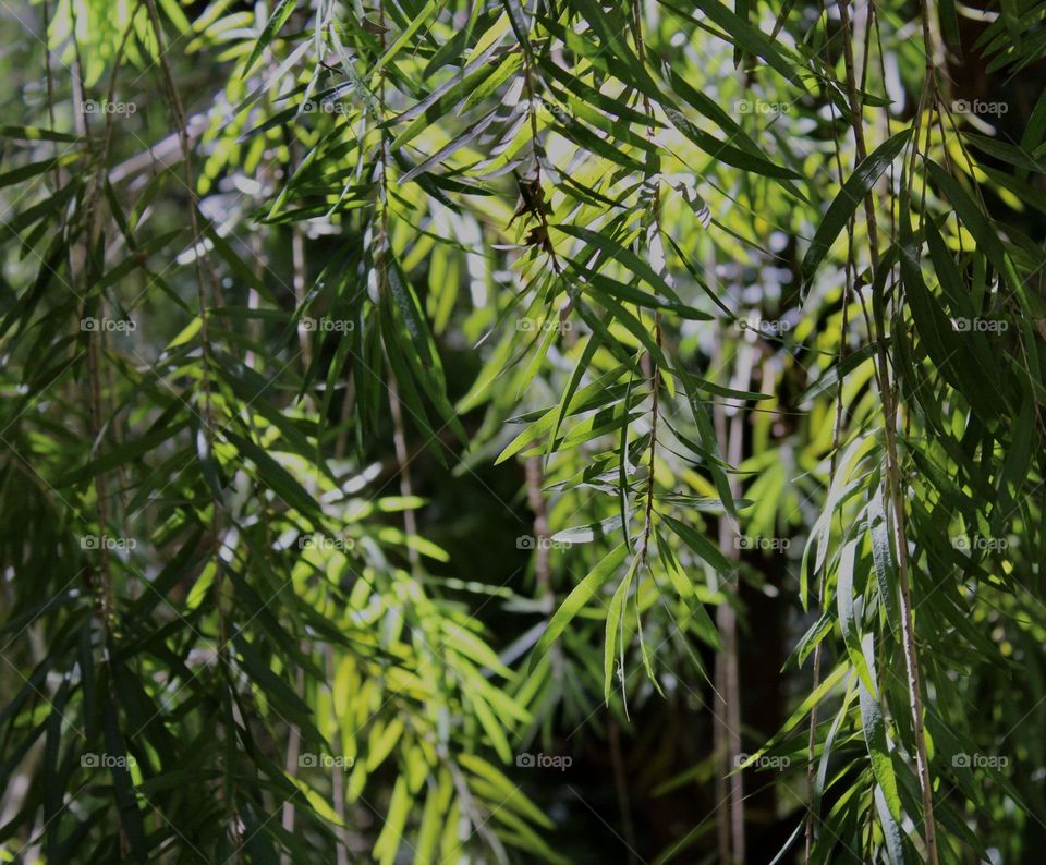 The perfect lighting through the branches of a tree 