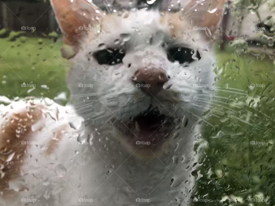 Cat looking in from rain