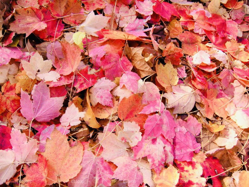 Rich and colorful fall leaves carpets the ground. 