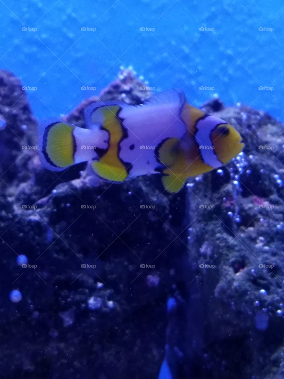 a clown fish