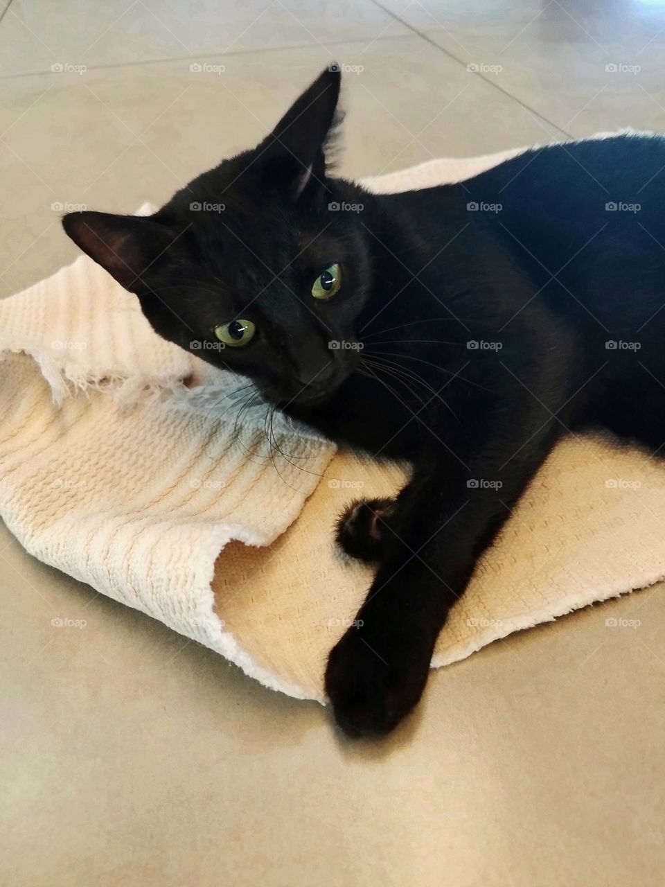 Kittens love to play hide and seek under rugs around the house... a pet is the greatest joy in a house!