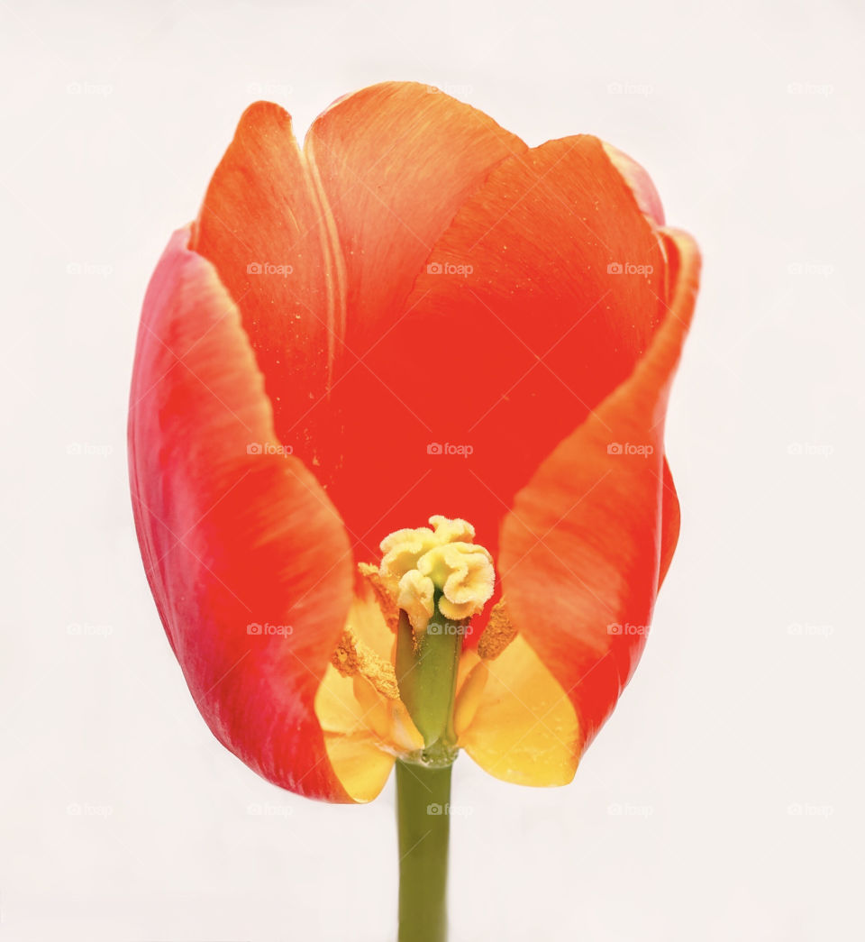 Inside of an orange tulip with broken petal 