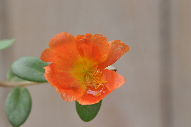 Flower 