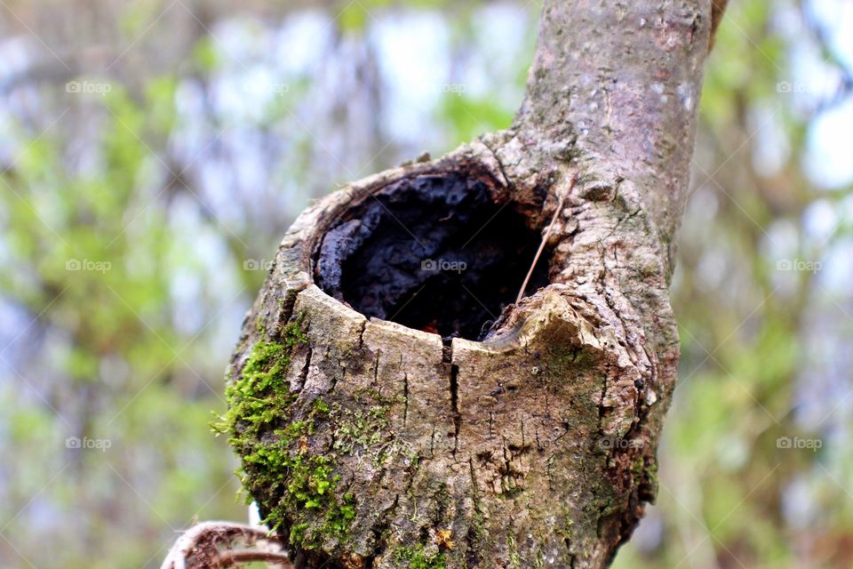 Moss on the tree trunk