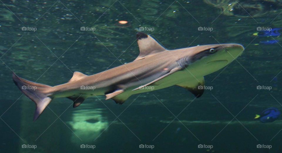black tip shark speeding through the water