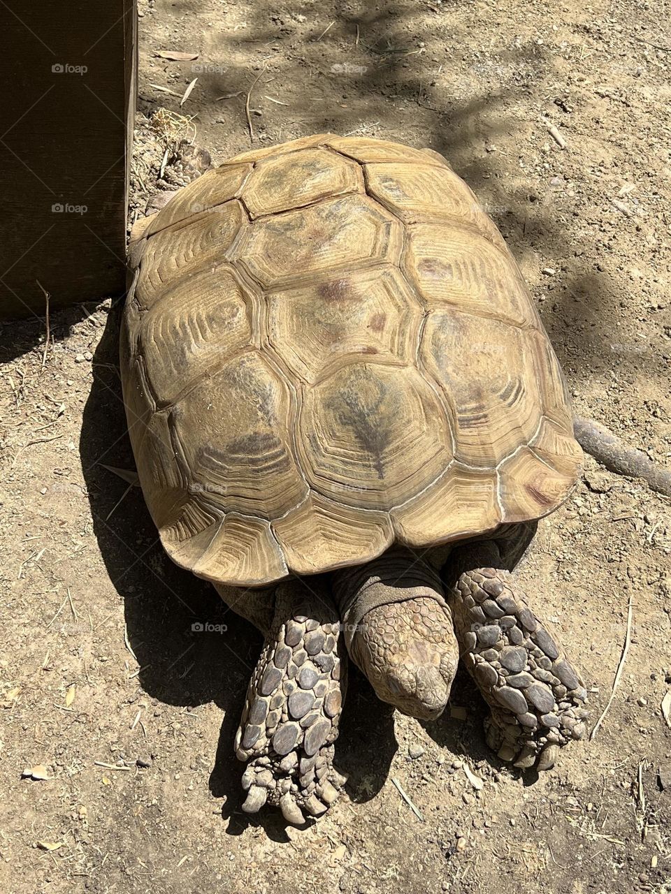 Tortoise 