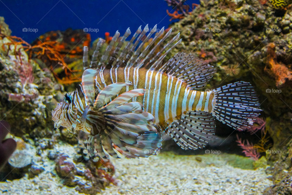 Close-up of lionfish