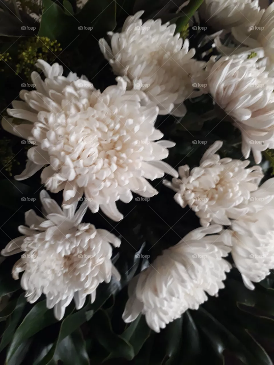 chrysanthemum flowers