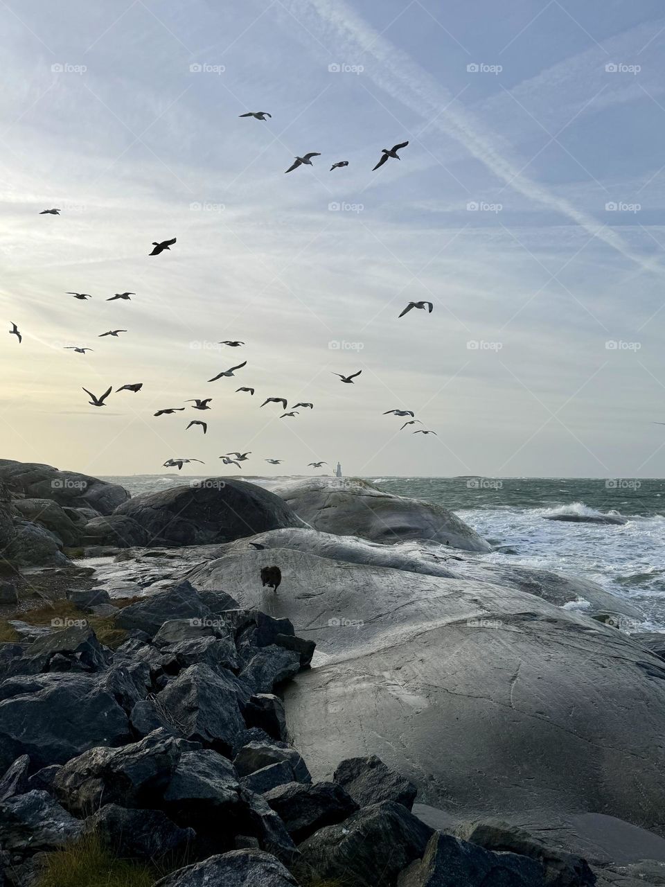 All the Family seagulls 