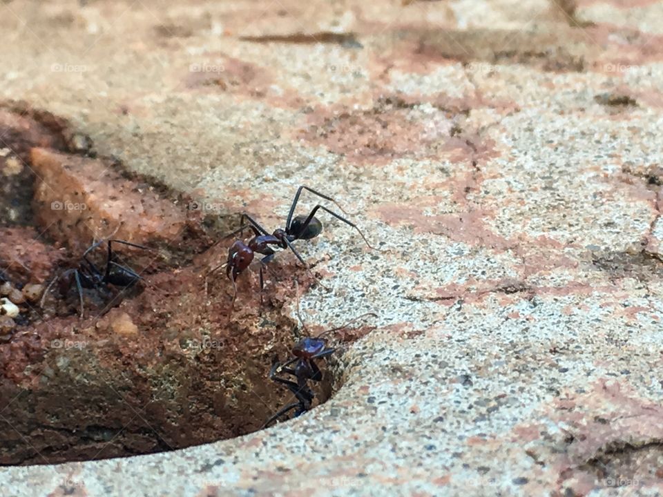 Large worker ants