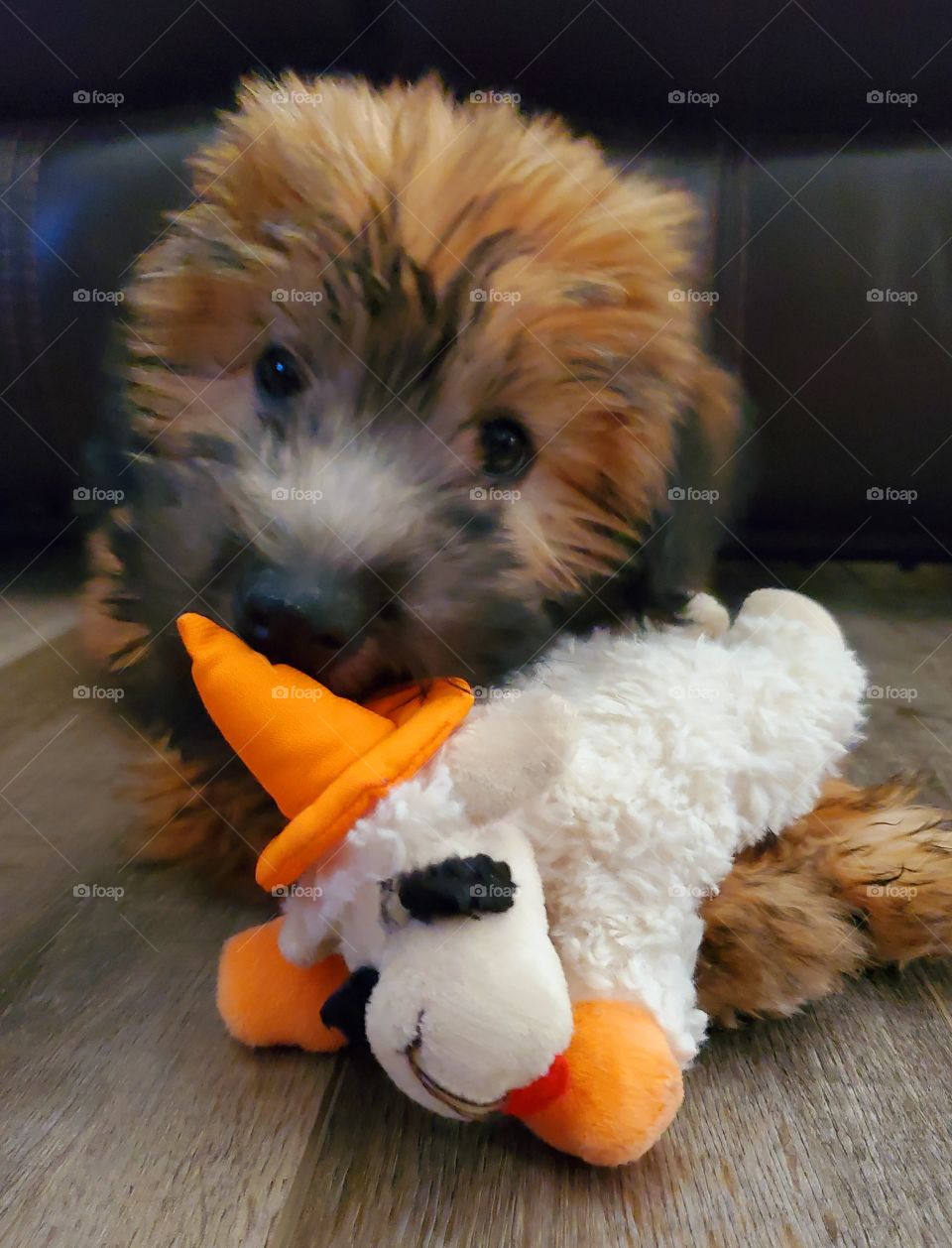 Our beautiful twelve week old puppy is pure love