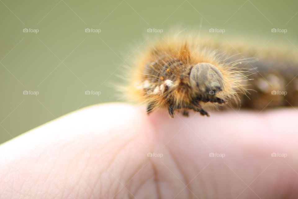 Close up of a caterpillar