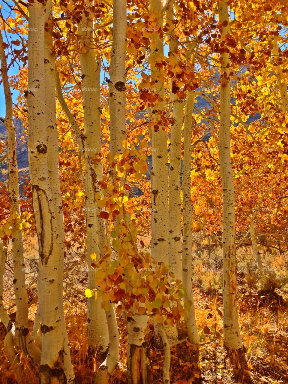 Aspen trees in autumn