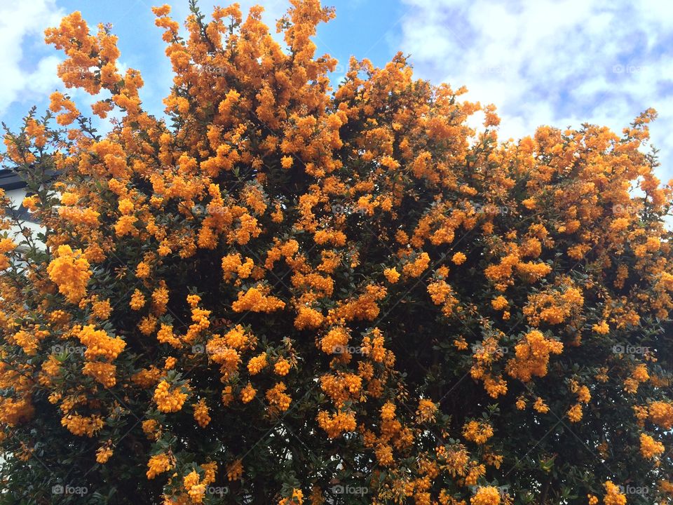 Tall Orange Butterfly Weed Floral Bush In My Friend’s Front Yard In Belfast, Ireland.